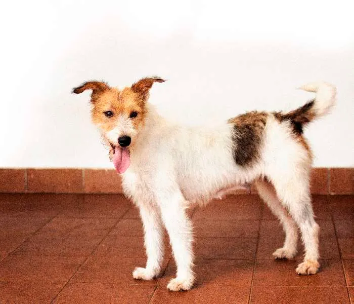 Cachorro ra a SRD idade 2 anos nome Branca