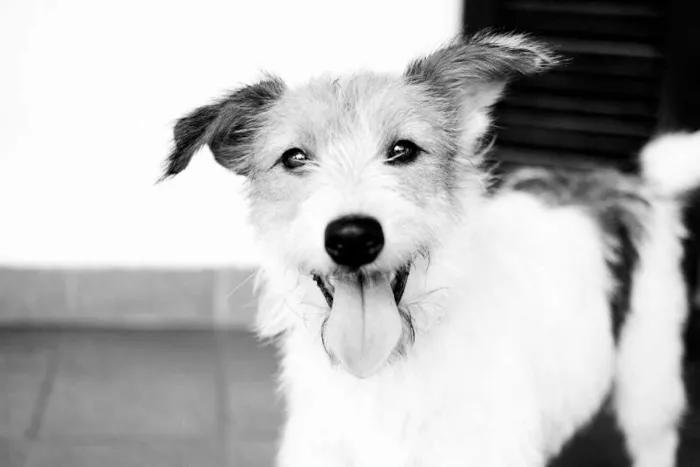 Cachorro ra a SRD idade 2 anos nome Branca
