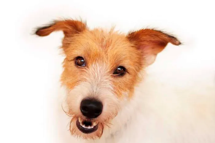 Cachorro ra a SRD idade 2 anos nome Branca