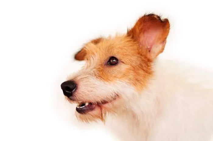 Cachorro ra a SRD idade 2 anos nome Branca