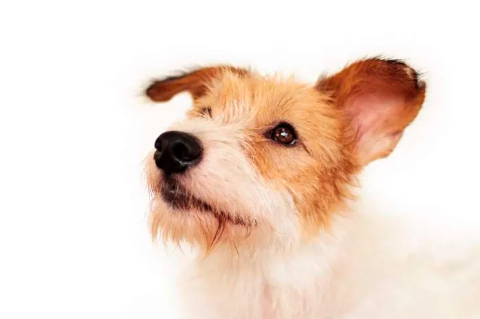 Cachorro ra a SRD idade 2 anos nome Branca