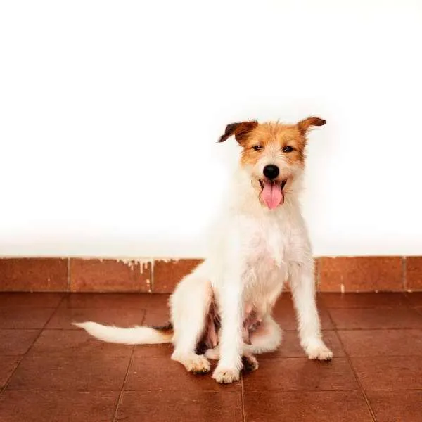 Cachorro ra a SRD idade 2 anos nome Branca