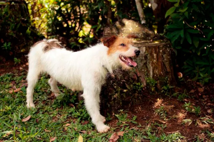 Cachorro ra a SRD idade 2 anos nome Branca
