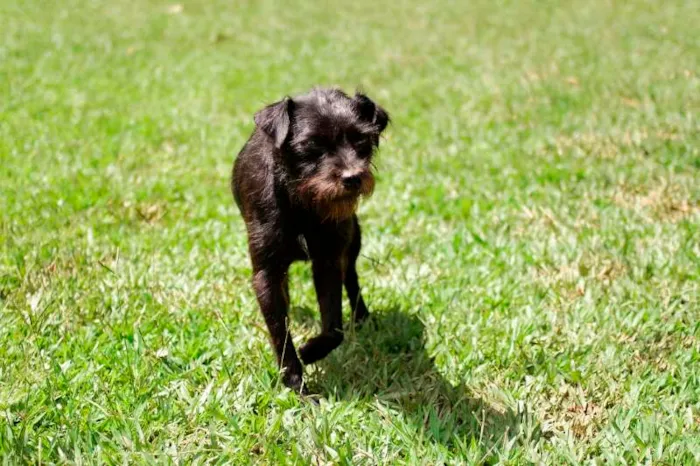 Cachorro ra a SRD idade 2 anos nome Rabitto
