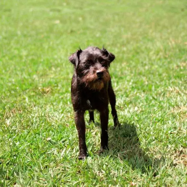 Cachorro ra a SRD idade 2 anos nome Rabitto