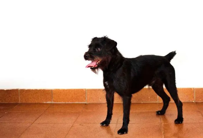 Cachorro ra a SRD idade 2 anos nome Rabitto