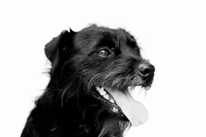 Cachorro ra a SRD idade 2 anos nome Rabitto
