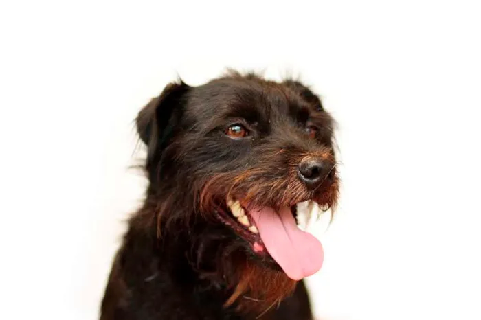 Cachorro ra a SRD idade 2 anos nome Rabitto