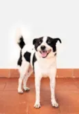 Snoopy