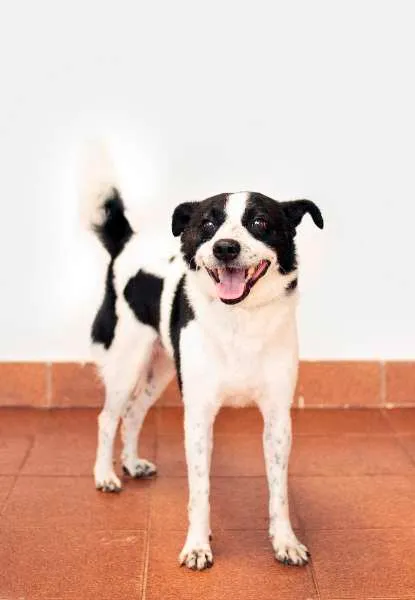 Cachorro ra a SRD idade 2 anos nome Snoopy