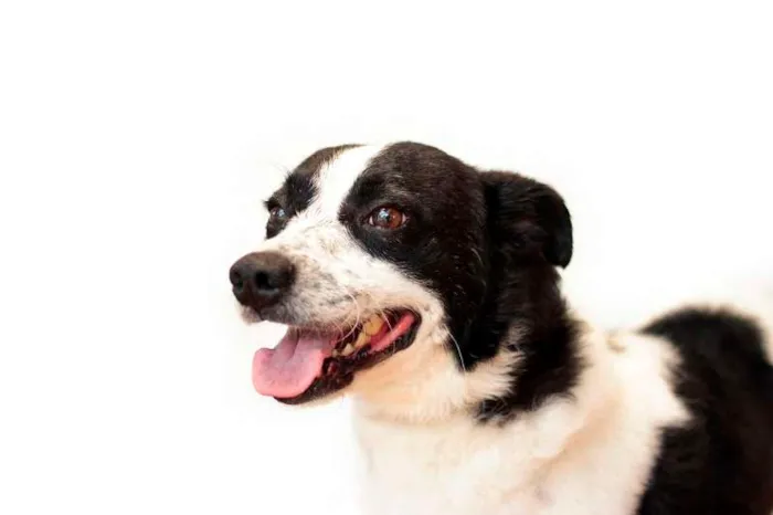 Cachorro ra a SRD idade 2 anos nome Snoopy