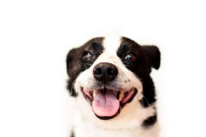 Cachorro ra a SRD idade 2 anos nome Snoopy