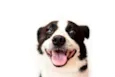 Snoopy