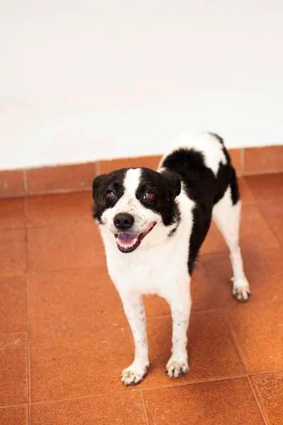 Cachorro ra a SRD idade 2 anos nome Snoopy