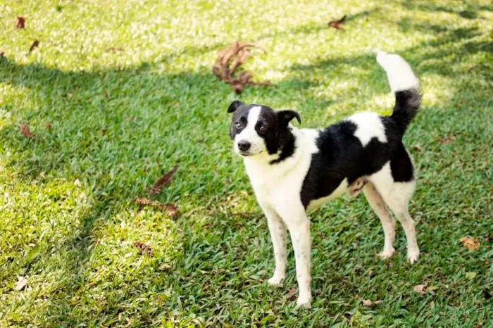 Cachorro ra a SRD idade 2 anos nome Snoopy