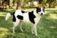 Snoopy