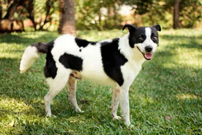 Cachorro ra a SRD idade 2 anos nome Snoopy