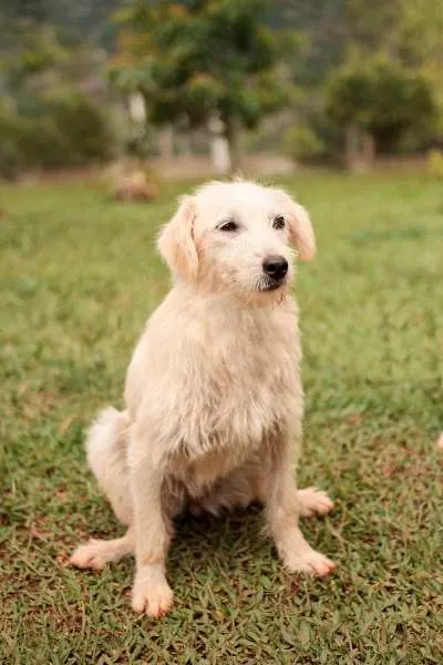 Cachorro ra a SRD idade 7 a 11 meses nome Beth e Vilma