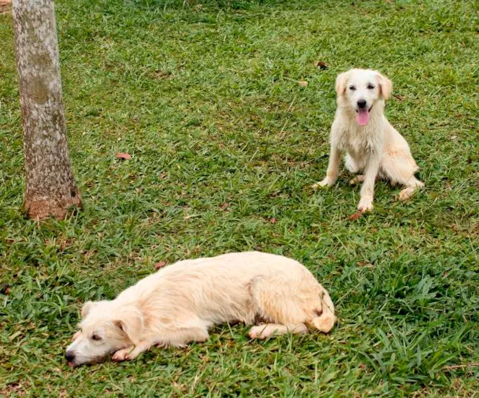 Cachorro ra a SRD idade 7 a 11 meses nome Beth e Vilma