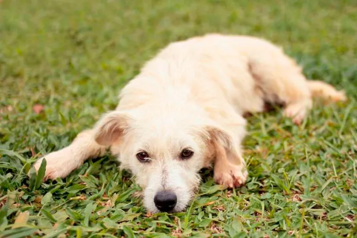 Cachorro ra a SRD idade 7 a 11 meses nome Beth e Vilma