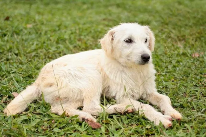 Cachorro ra a SRD idade 7 a 11 meses nome Beth e Vilma