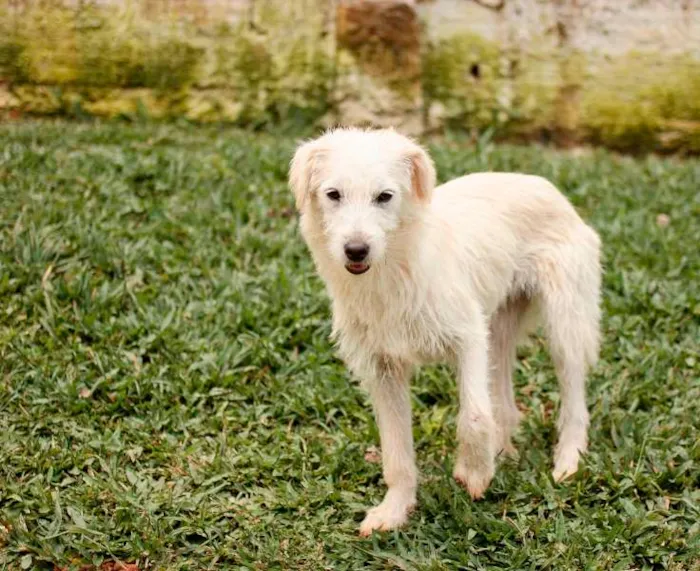Cachorro ra a SRD idade 7 a 11 meses nome Beth e Vilma