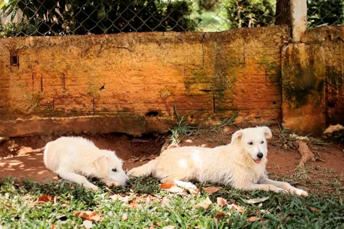 Cachorro ra a SRD idade 7 a 11 meses nome Beth e Vilma
