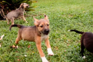 Cachorro raça SRD idade 2 a 6 meses nome Filhotes para adoção!