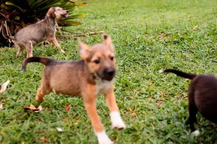 Cachorro ra a SRD idade 2 a 6 meses nome Filhotes para adoção!