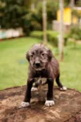Filhotes para adoção!