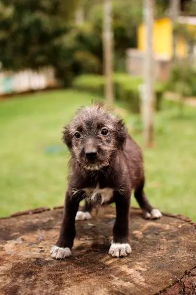 Cachorro ra a SRD idade 2 a 6 meses nome Filhotes para adoção!