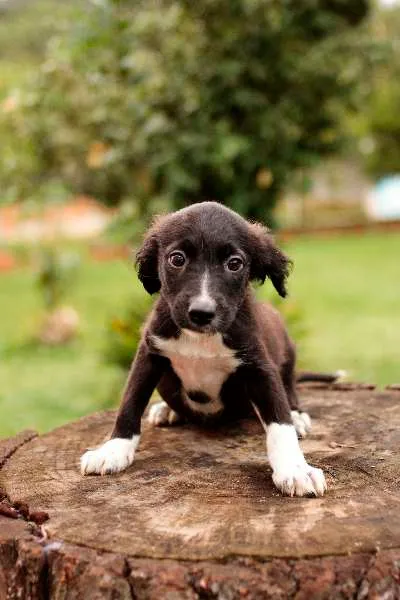 Cachorro ra a SRD idade 2 a 6 meses nome Filhotes para adoção!