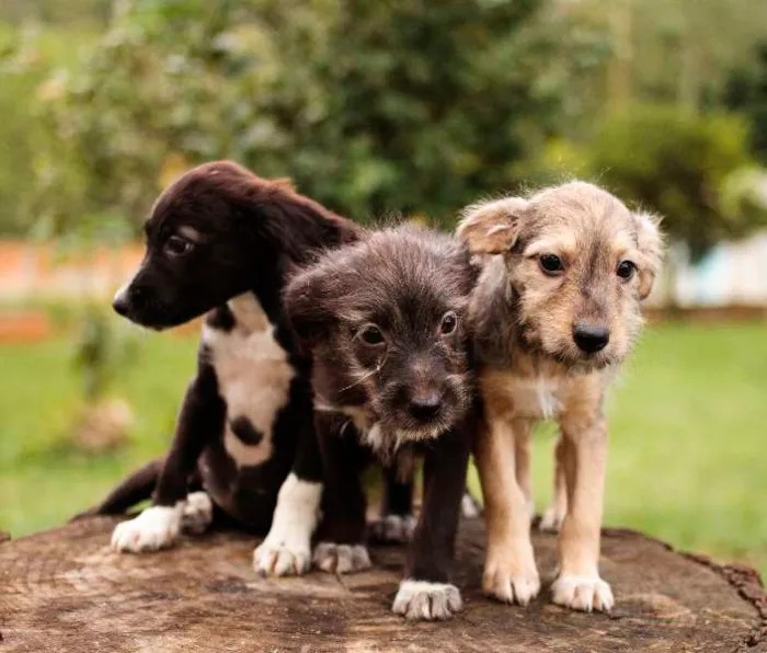 Cachorro ra a SRD idade 2 a 6 meses nome Filhotes para adoção!