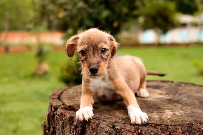 Cachorro ra a SRD idade 2 a 6 meses nome Filhotes para adoção!