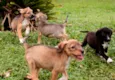 Filhotes para adoção!