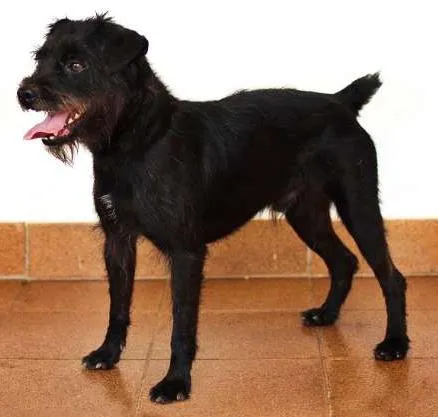 Cachorro ra a SRD idade 2 anos nome Rabitto
