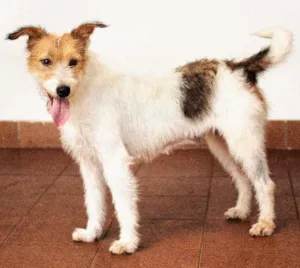 Cachorro raça SRD idade 2 anos nome Branca