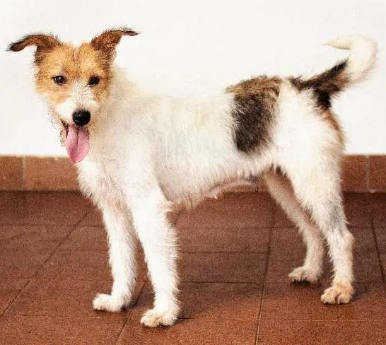 Cachorro ra a SRD idade 2 anos nome Branca