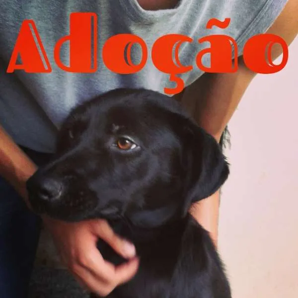 Cachorro ra a SRD idade 1 ano nome Banana