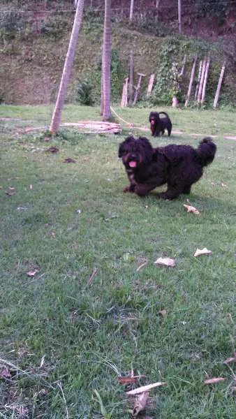 Cachorro ra a SRD idade 2 anos nome Fuinha