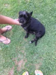 Pequena