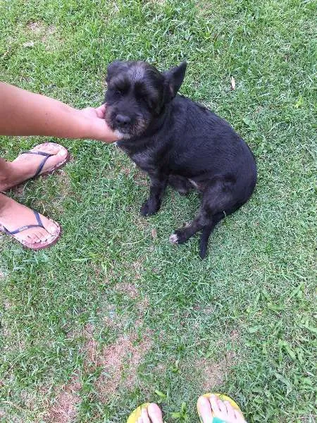 Cachorro ra a SRD idade 2 anos nome Pequena