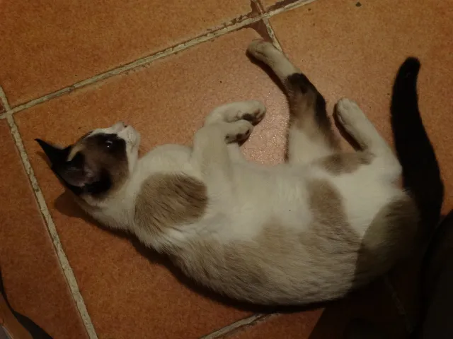 Gato ra a SRD idade 2 a 6 meses nome Lorde Snow