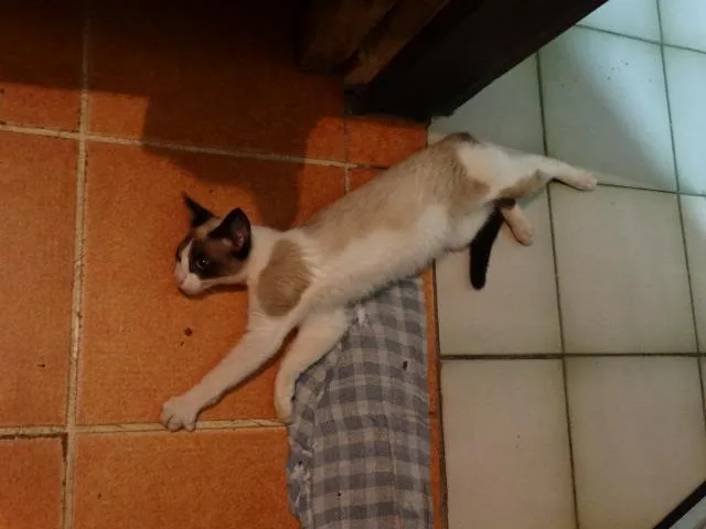 Gato ra a SRD idade 2 a 6 meses nome Lorde Snow