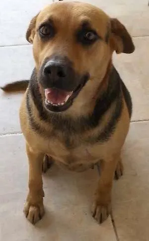 Cachorro raça SRD idade 4 anos nome Mel