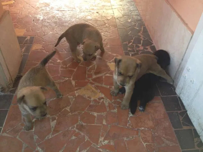 Cachorro ra a vira lata idade Abaixo de 2 meses nome caramelo e preto