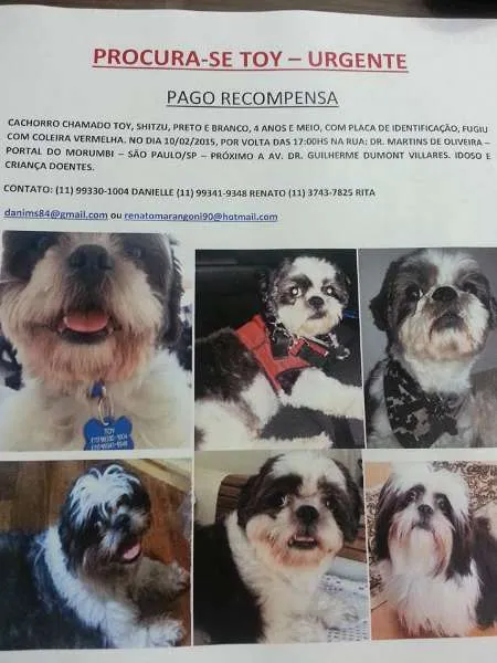 Cachorro ra a Shitzu idade 4 anos nome TOY GRATIFICA