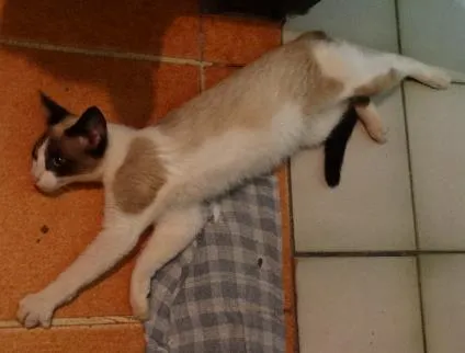 Gato ra a SRD idade 2 a 6 meses nome Lorde Snow