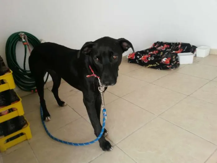 Cachorro raça Deve ser vira lata idade 2 anos nome Não sei o nome 