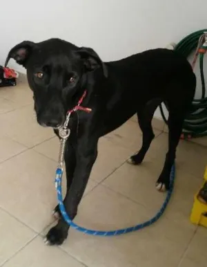 Cachorro raça Deve ser vira lata idade 2 anos nome Não sei o nome 